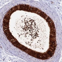 DEFB132 Antibody, Novus Biologicals:Antibodies:Primary Antibodies
